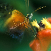 Pralesní motýl